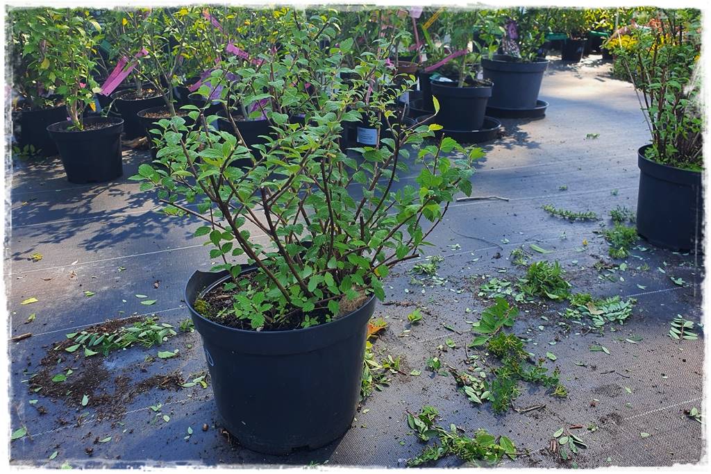 Tawuła japońska cięcie 31