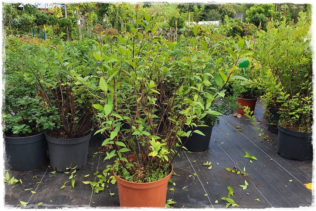 Tawuła japońska cięcie 32