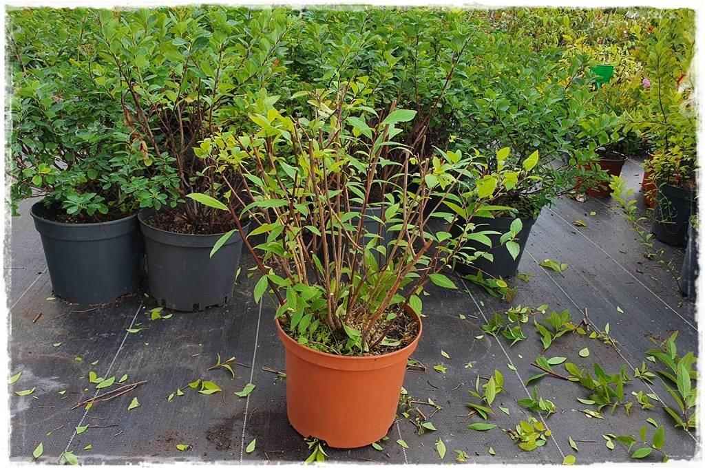 Tawuła japońska cięcie 33