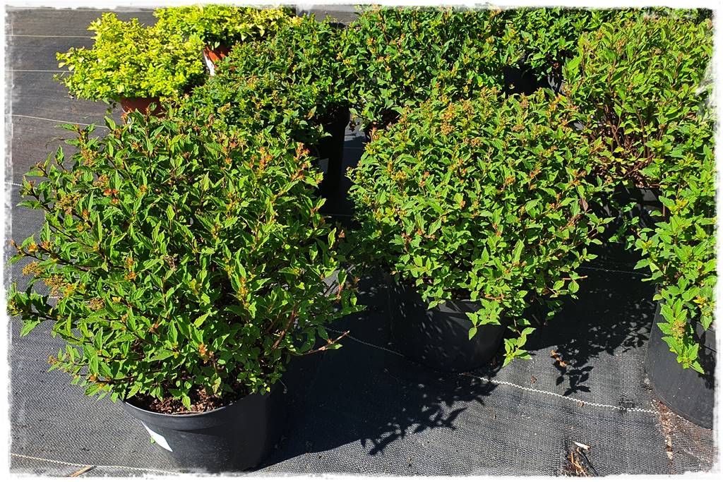 Tawuła japońska cięcie 35