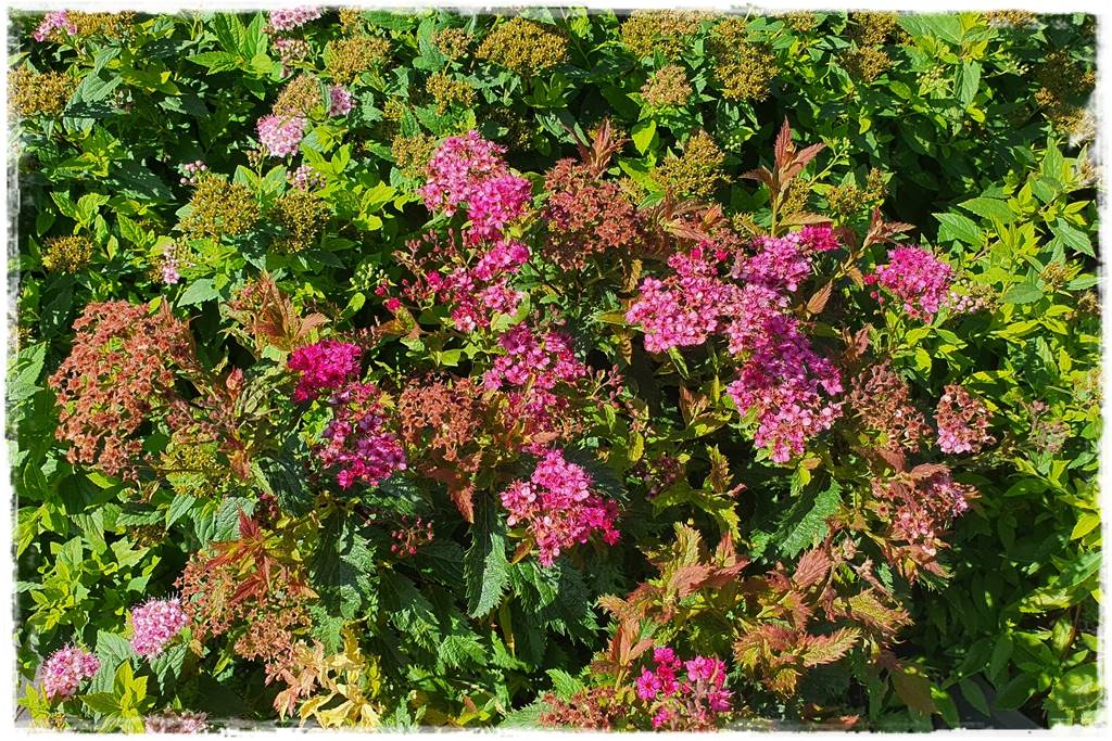 Tawuła japońska cięcie 5