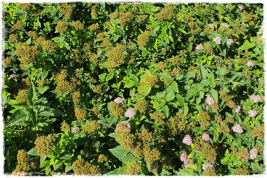 Tawuła japońska cięcie 6