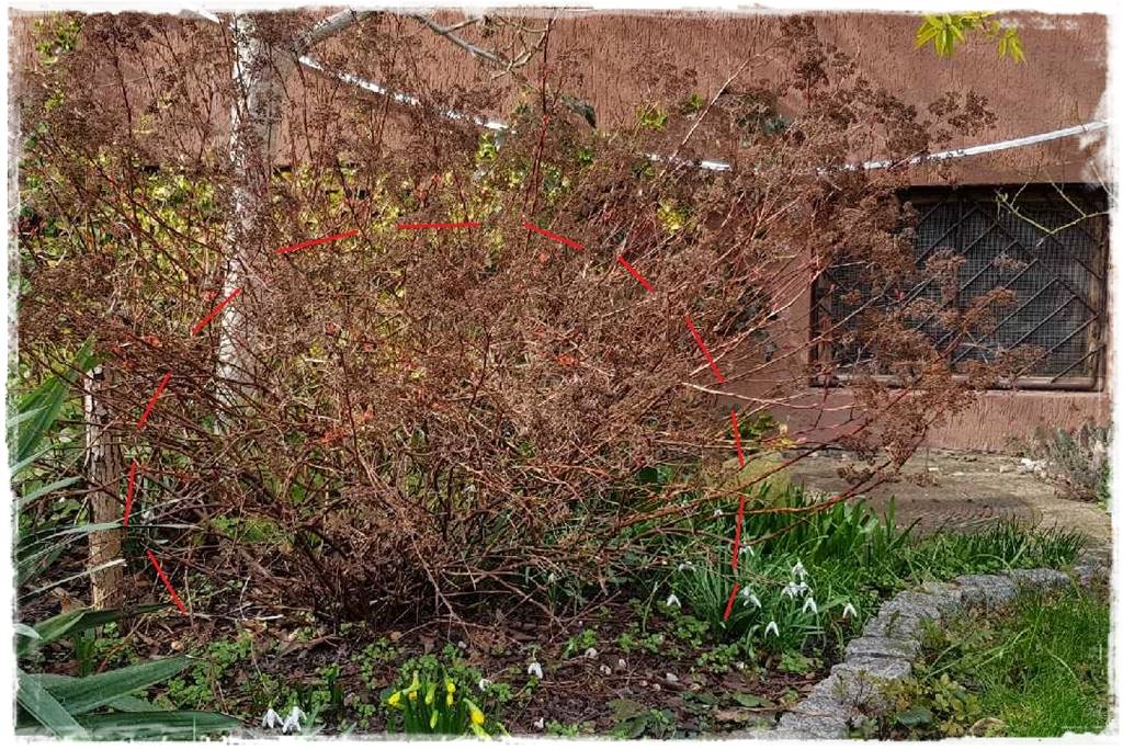 Tawuła japońska cięcie 8