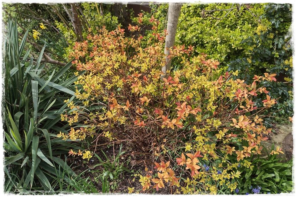 Tawuła japońska cięcie 9