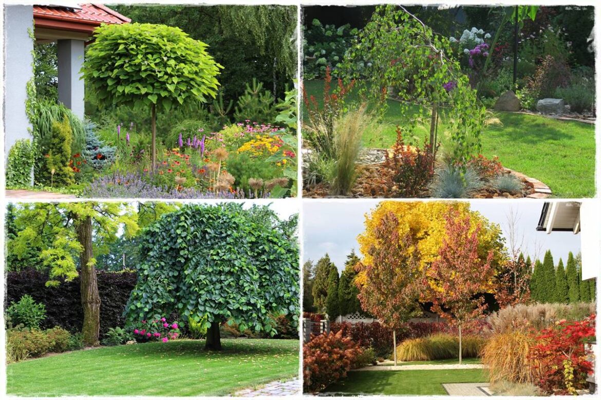 drzewa w ogrodzie aranżacje 0