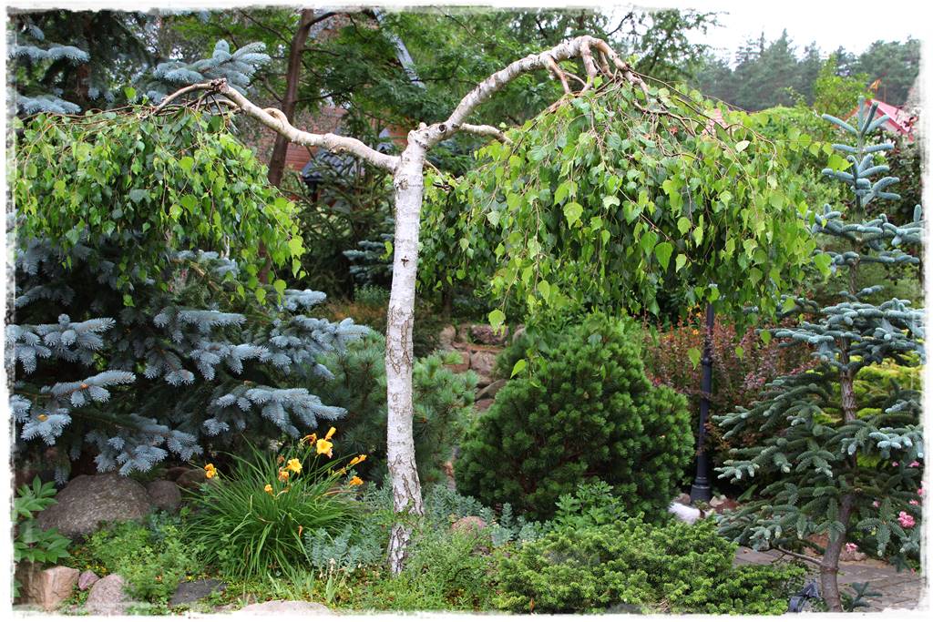 drzewa w ogrodzie aranżacje 1 drzewa w ogrodzie aranżacje 1