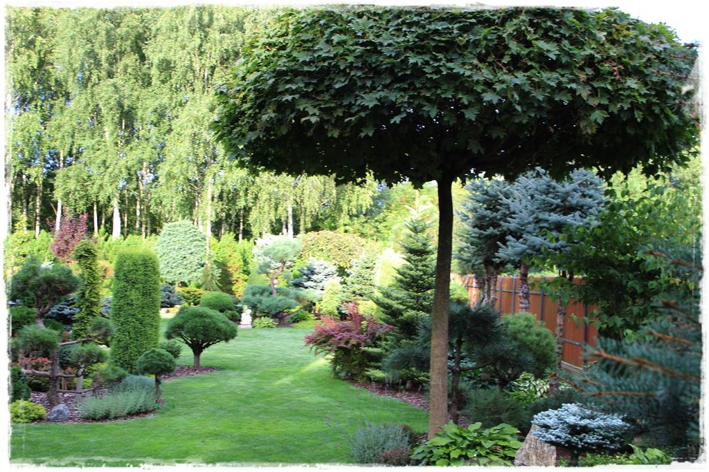 drzewa w ogrodzie aranżacje 10 drzewa w ogrodzie aranżacje 10