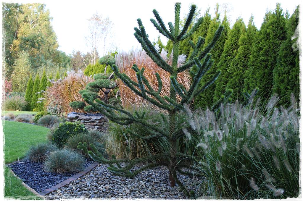 drzewa w ogrodzie aranżacje 100