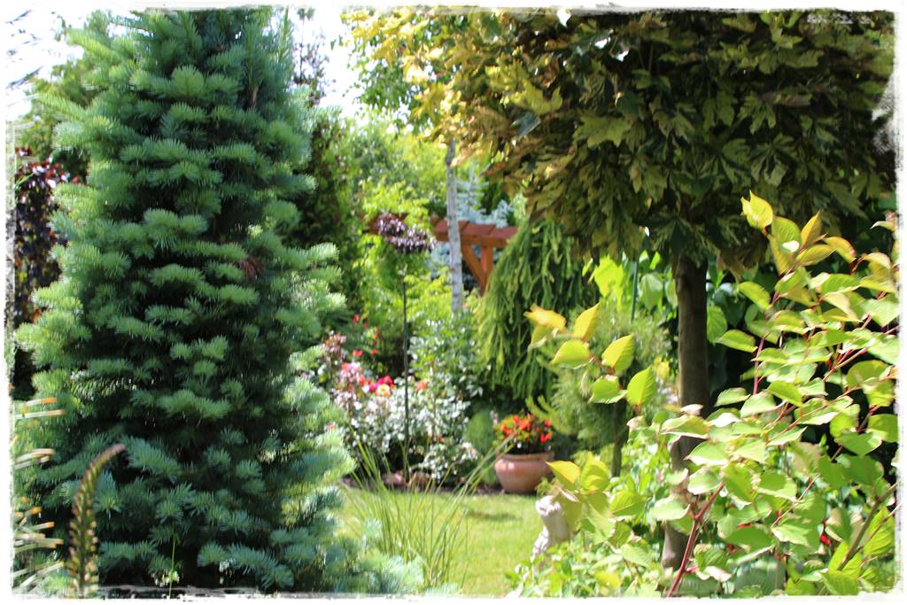 drzewa w ogrodzie aranżacje 101