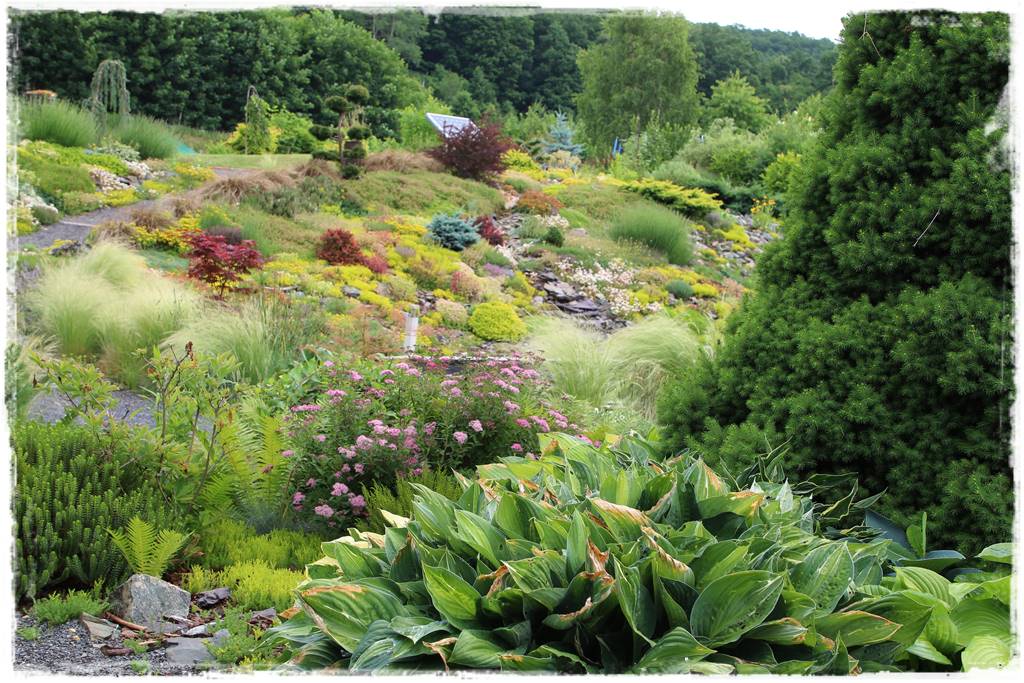 drzewa w ogrodzie aranżacje 105