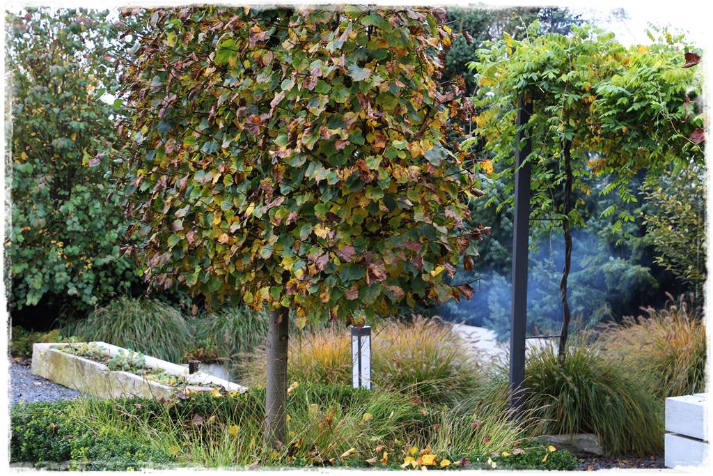 drzewa w ogrodzie aranżacje 106