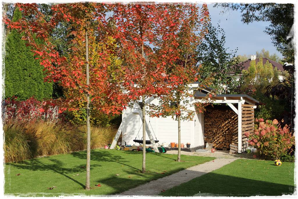 drzewa w ogrodzie aranżacje 107