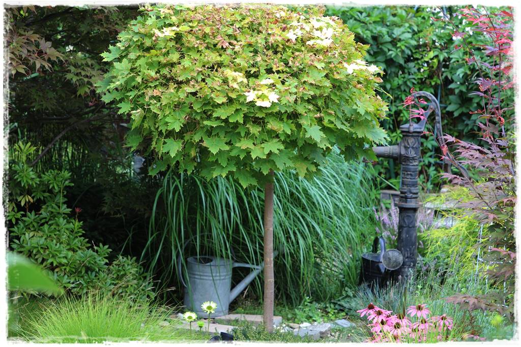 drzewa w ogrodzie aranżacje 10b drzewa w ogrodzie aranżacje 10b