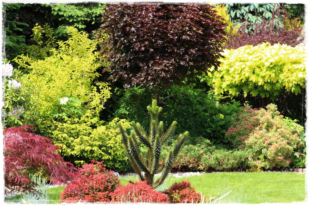 drzewa w ogrodzie aranżacje 10f drzewa w ogrodzie aranżacje 10f