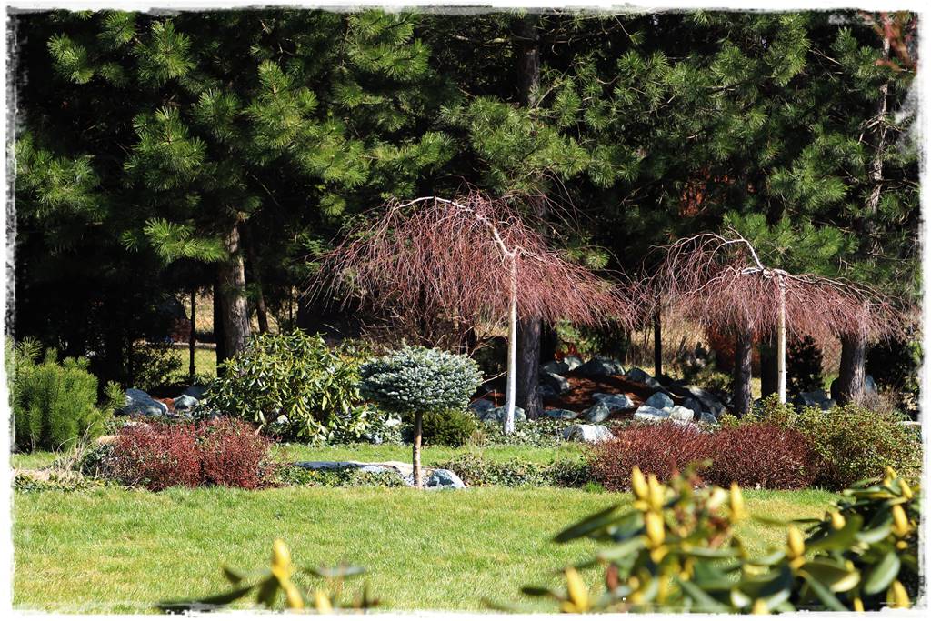 drzewa w ogrodzie aranżacje 1d drzewa w ogrodzie aranżacje 1d