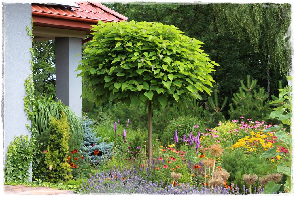 drzewa w ogrodzie aranżacje 3 drzewa w ogrodzie aranżacje 3