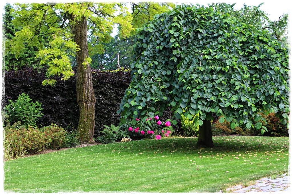 drzewa w ogrodzie aranżacje 6 drzewa w ogrodzie aranżacje 6