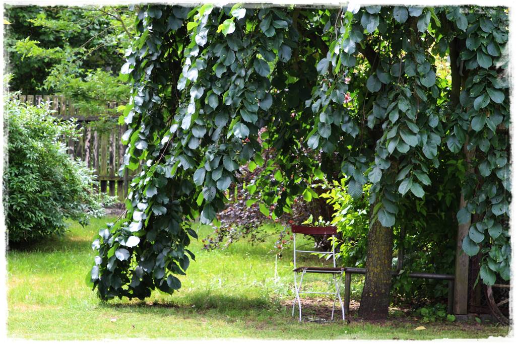 drzewa w ogrodzie aranżacje 6b drzewa w ogrodzie aranżacje 6b