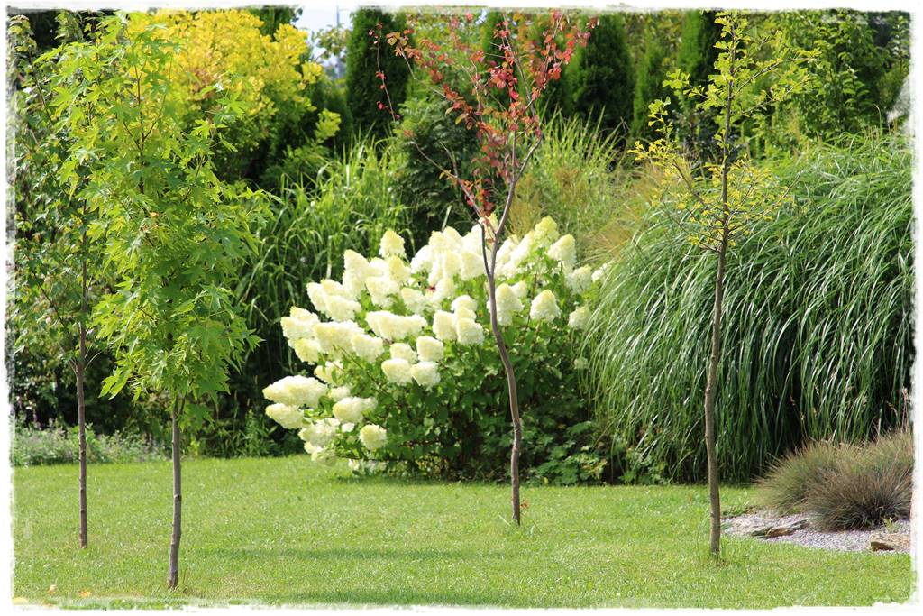 drzewa w ogrodzie aranżacje 7a drzewa w ogrodzie aranżacje 7a