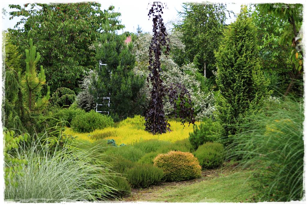 drzewa w ogrodzie aranżacje 9 drzewa w ogrodzie aranżacje 9