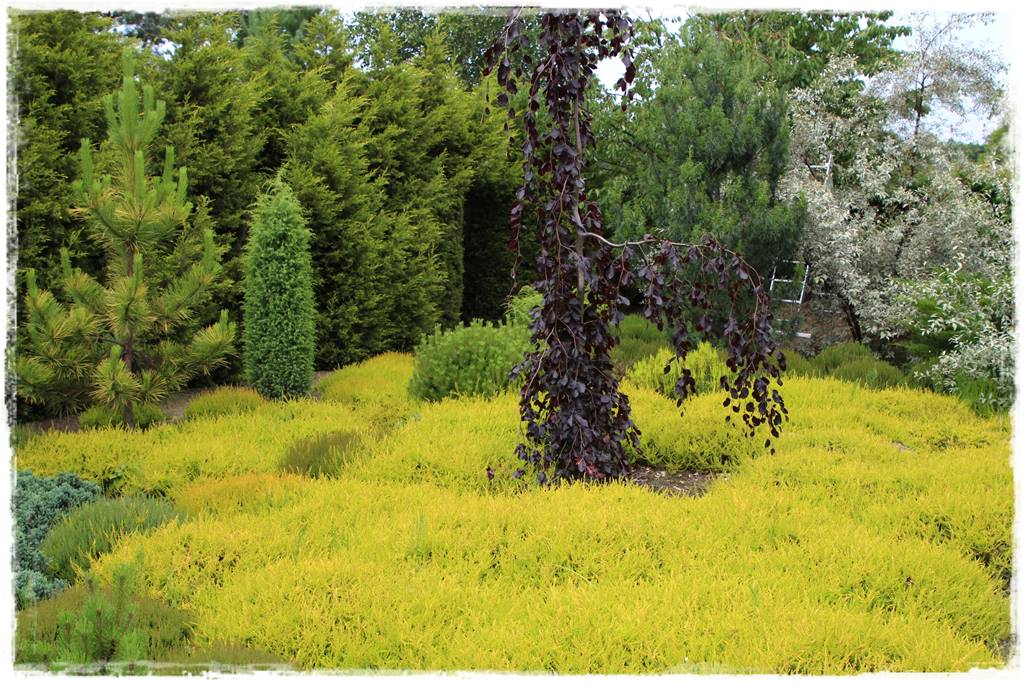 drzewa w ogrodzie aranżacje 9b drzewa w ogrodzie aranżacje 9b