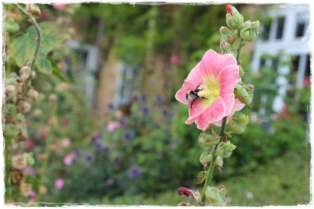 Babcine kwiaty w ogrodzie 1 Babcine kwiaty w ogrodzie 1