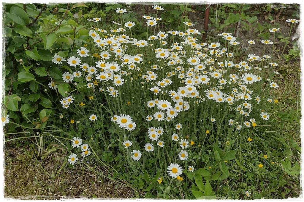 Babcine kwiaty w ogrodzie 10 Babcine kwiaty w ogrodzie 10