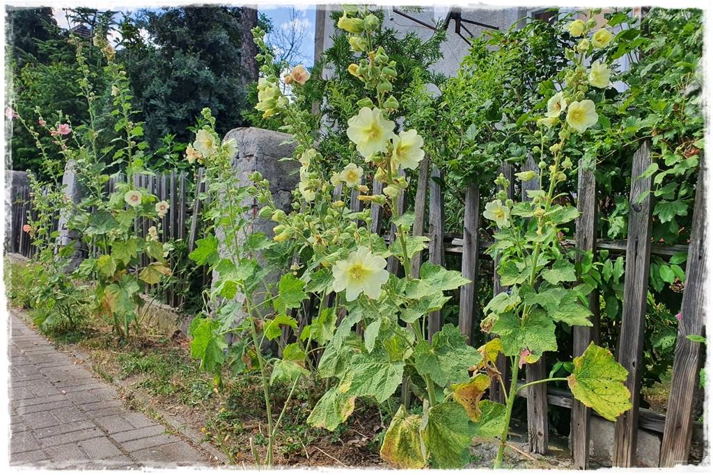 Babcine kwiaty w ogrodzie 1b Babcine kwiaty w ogrodzie 1b