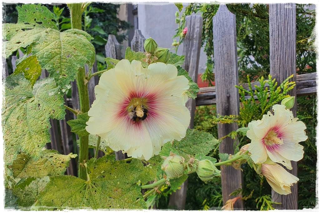 Babcine kwiaty w ogrodzie 1c Babcine kwiaty w ogrodzie 1c