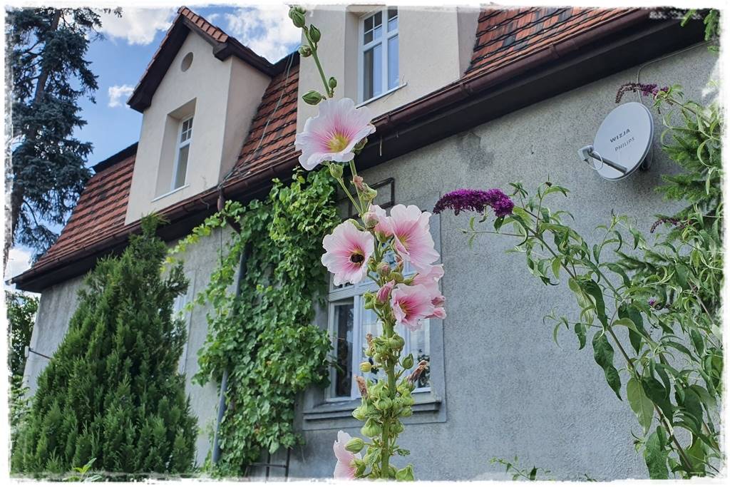 Babcine kwiaty w ogrodzie 1d Babcine kwiaty w ogrodzie 1d