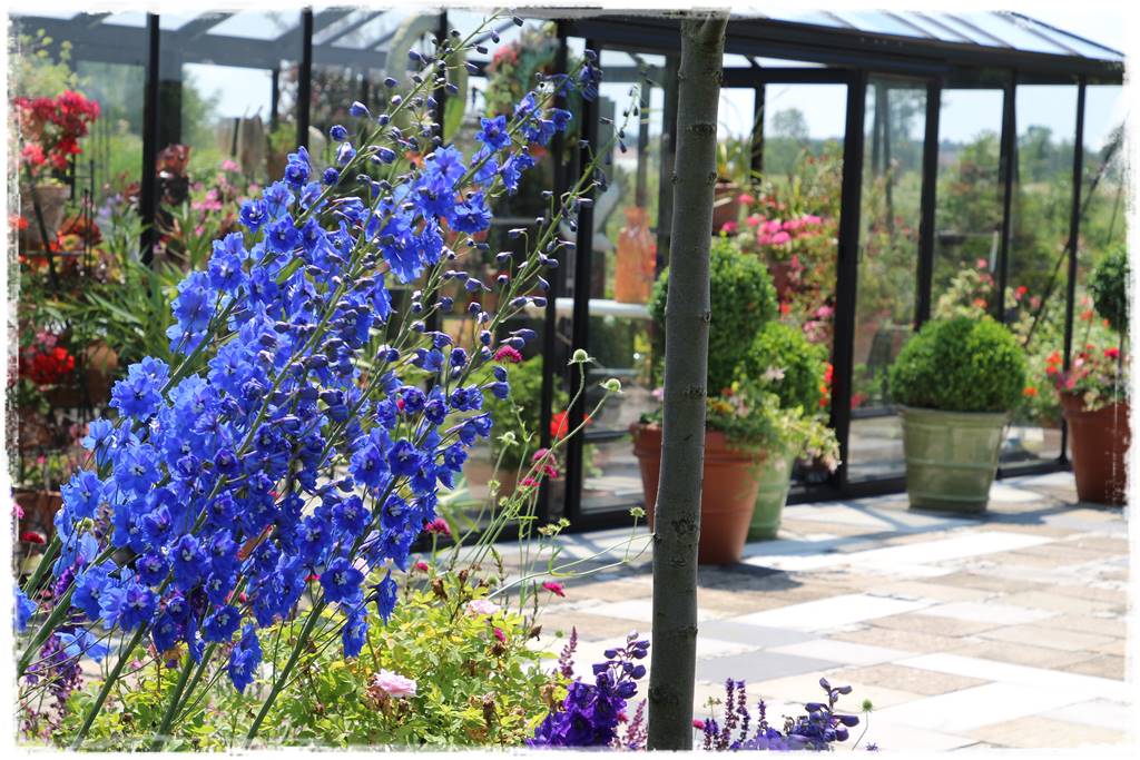 Babcine kwiaty w ogrodzie 3 Babcine kwiaty w ogrodzie 3