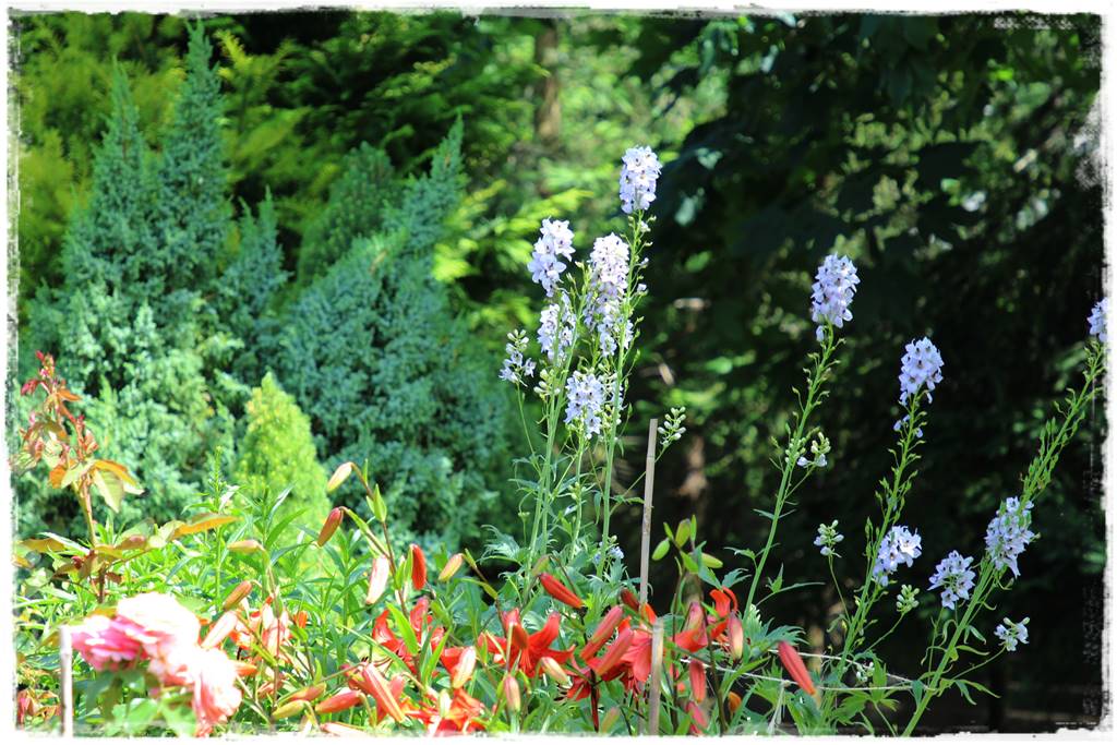 Babcine kwiaty w ogrodzie 3c Babcine kwiaty w ogrodzie 3c