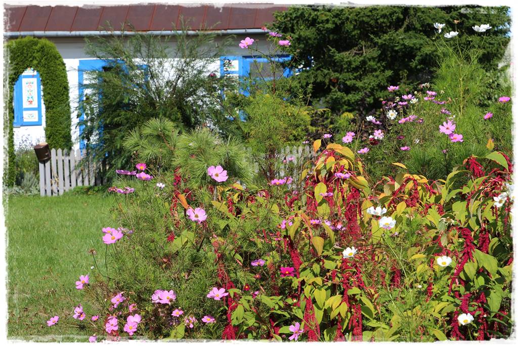 Babcine kwiaty w ogrodzie 4 Babcine kwiaty w ogrodzie 4