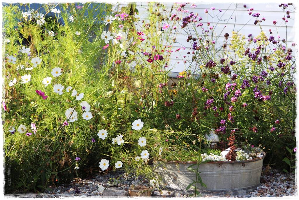 Babcine kwiaty w ogrodzie 4b Babcine kwiaty w ogrodzie 4b