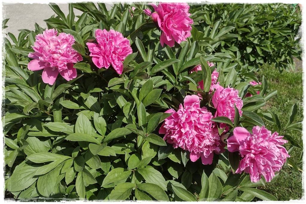 Babcine kwiaty w ogrodzie 5 Babcine kwiaty w ogrodzie 5