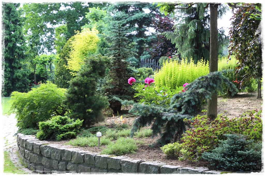 Babcine kwiaty w ogrodzie 5b Babcine kwiaty w ogrodzie 5b