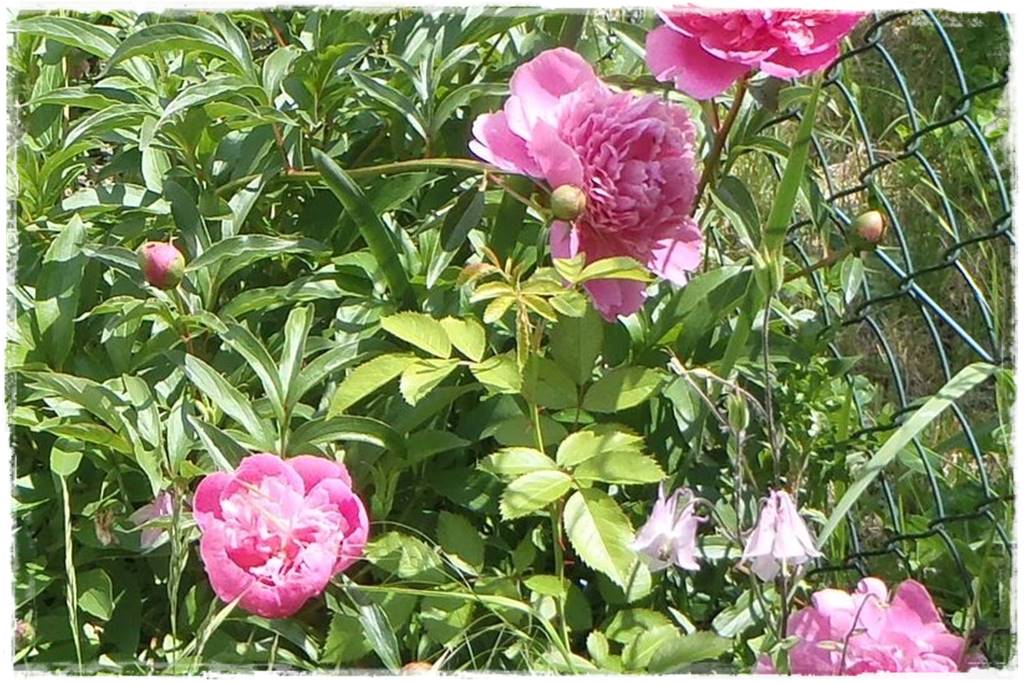 Babcine kwiaty w ogrodzie 5c Babcine kwiaty w ogrodzie 5c