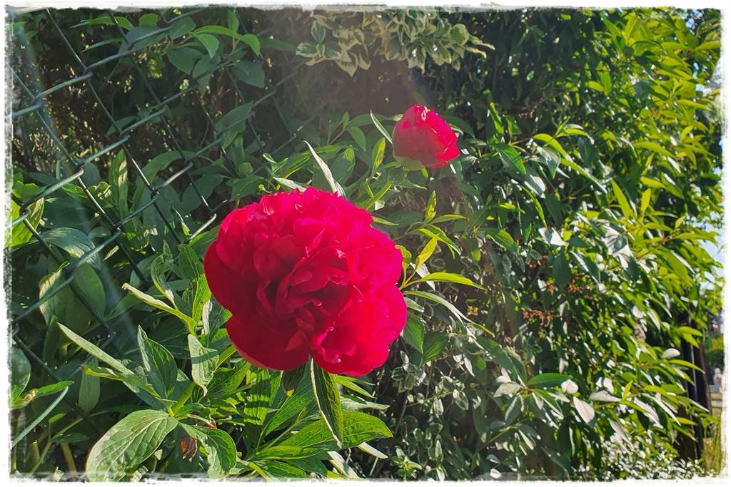 Babcine kwiaty w ogrodzie 5d Babcine kwiaty w ogrodzie 5d