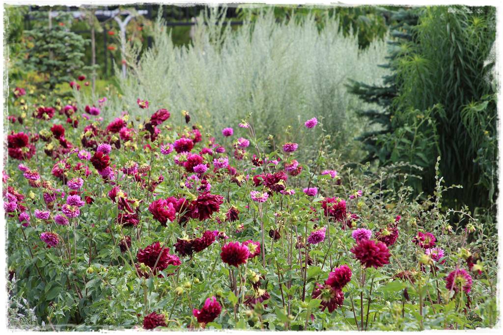 Babcine kwiaty w ogrodzie 6 Babcine kwiaty w ogrodzie 6