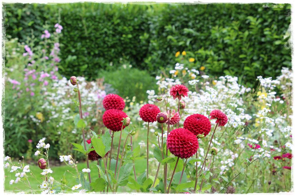 Babcine kwiaty w ogrodzie 6b Babcine kwiaty w ogrodzie 6b