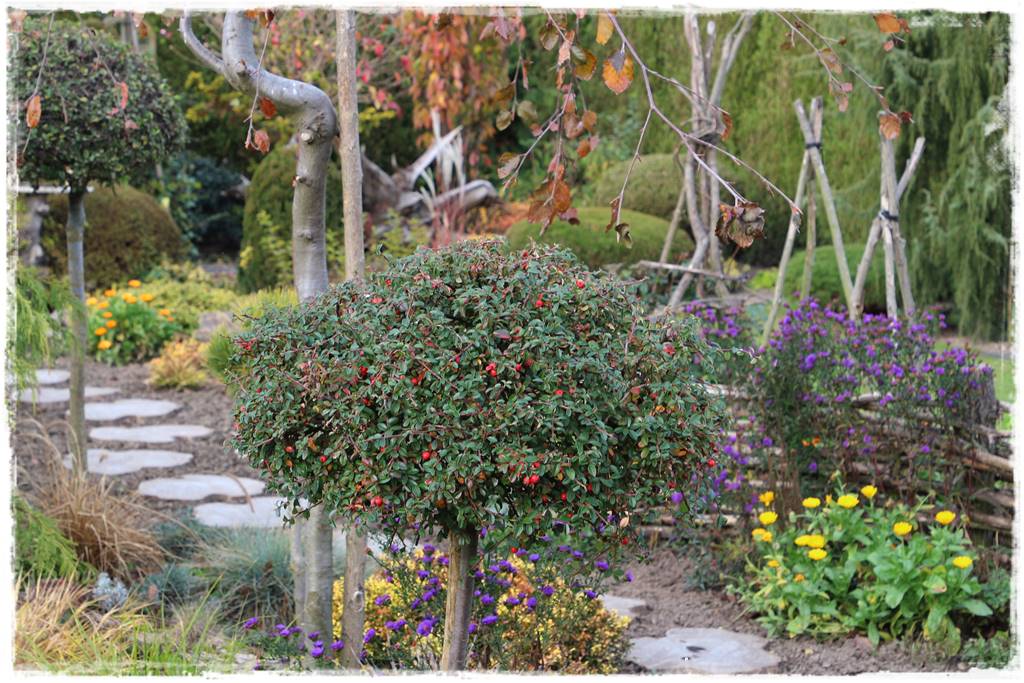 Babcine kwiaty w ogrodzie 8d Babcine kwiaty w ogrodzie 8d