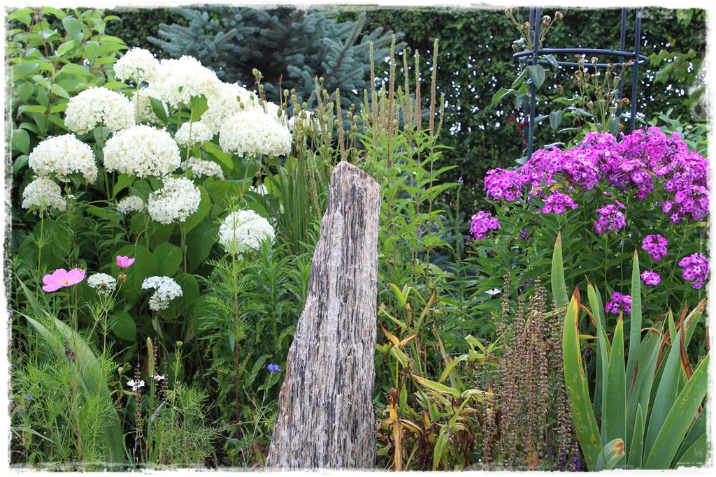 Babcine kwiaty w ogrodzie 9 Babcine kwiaty w ogrodzie 9