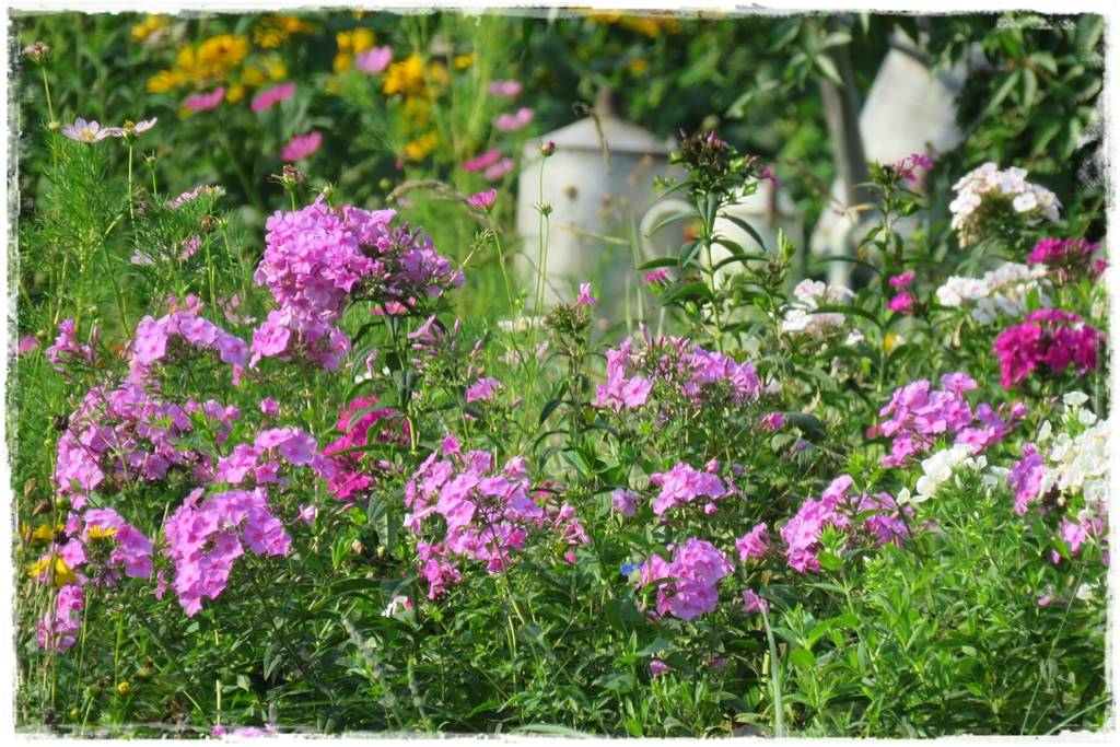 Babcine kwiaty w ogrodzie 9b Babcine kwiaty w ogrodzie 9b