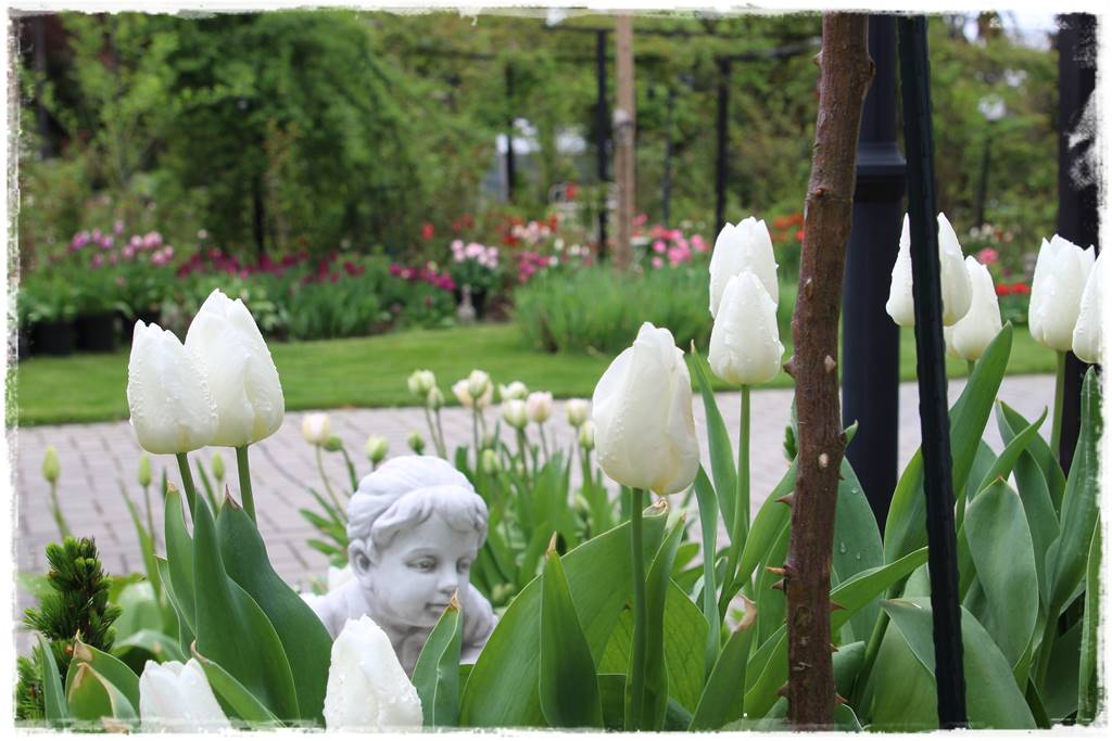 Biały ogród 43