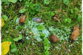 Jak ekologicznie zwalczyć ślimaki 1