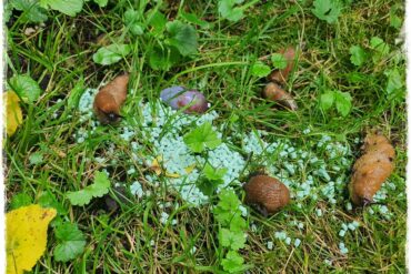 Jak ekologicznie zwalczyć ślimaki 1