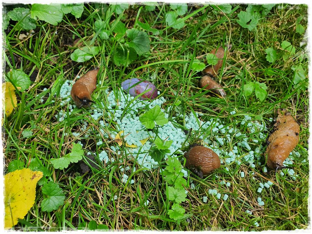 Jak ekologicznie zwalczyć ślimaki 1