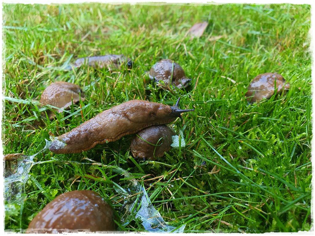 Jak ekologicznie zwalczyć ślimaki 2a