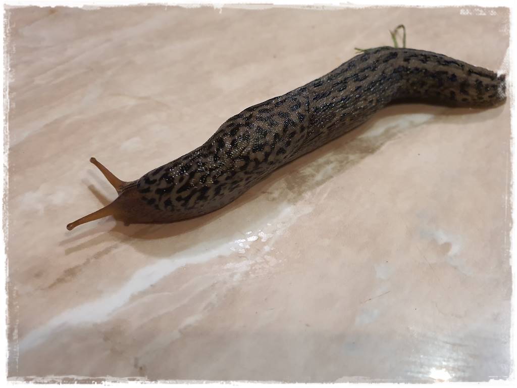 Jak ekologicznie zwalczyć ślimaki 3