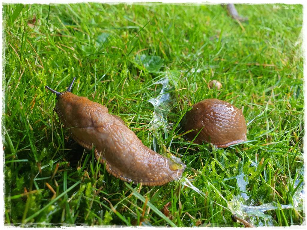 Jak ekologicznie zwalczyć ślimaki 4
